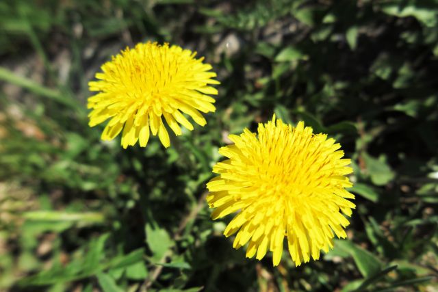 タンポポの花