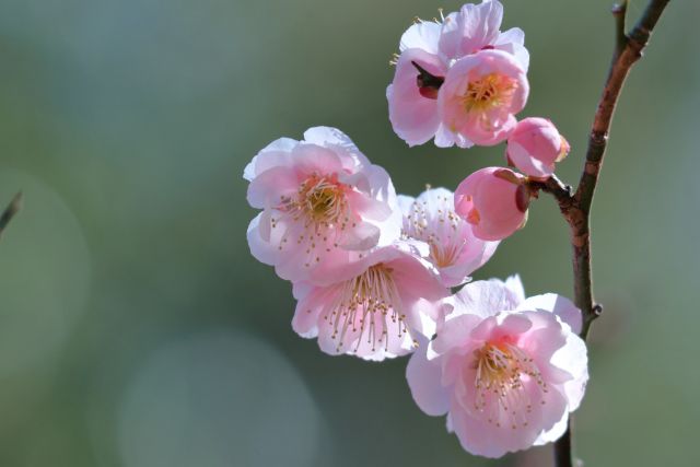 ピンクの梅の花