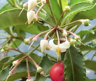 マンリョウの花と実