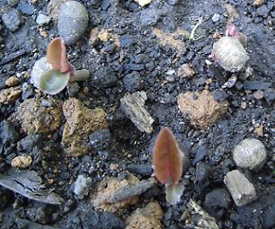 発芽したマンリョウ