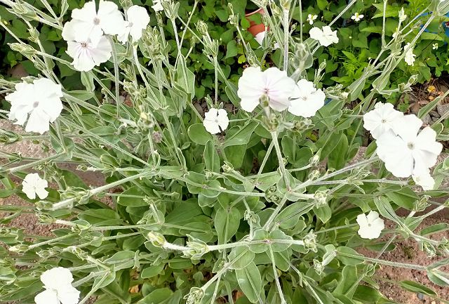 スイセンノウの花