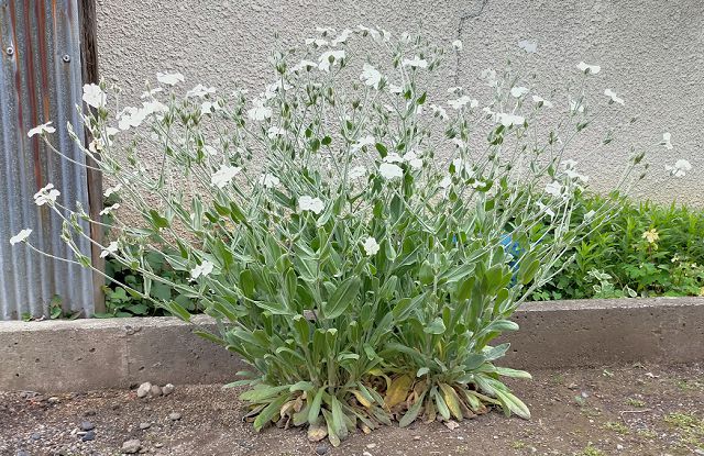 スイセンノウの花