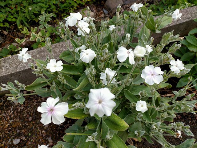 スイセンノウの2回目の花