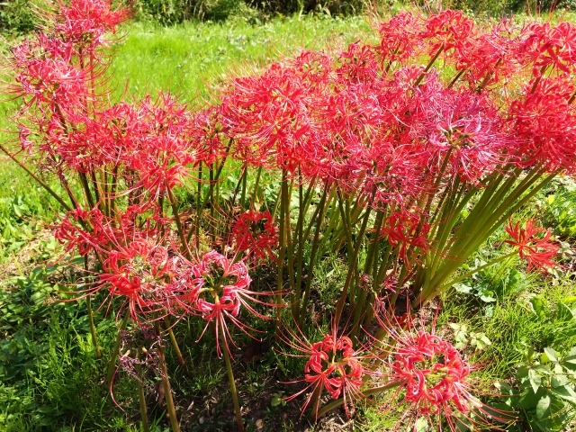 ネズミが嫌う植物ヒガンバナ