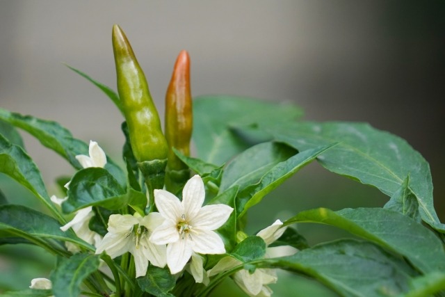 トウガラシの花