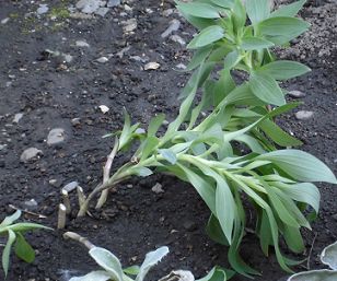 アルストロメリア植え付け直後