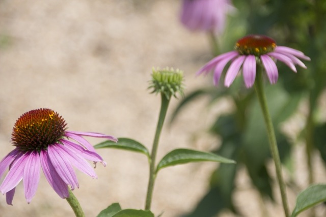 エキナセアの花