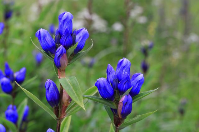 エゾリンドウの花