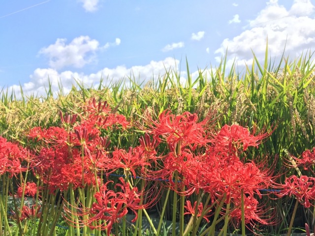 ヒガンバナ 彼岸花 の育て方 球根の植え付け時期と方法は 楽して楽しむガーデニング