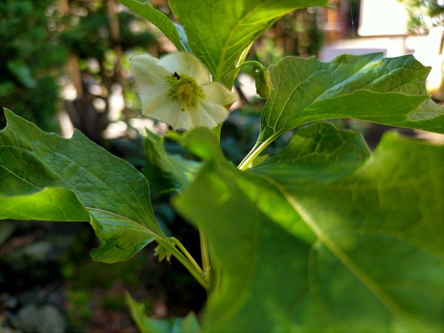 ホオズキの花