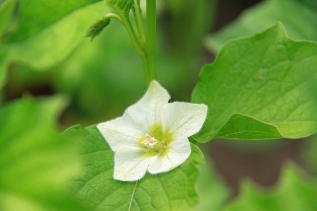 ホオズキの花