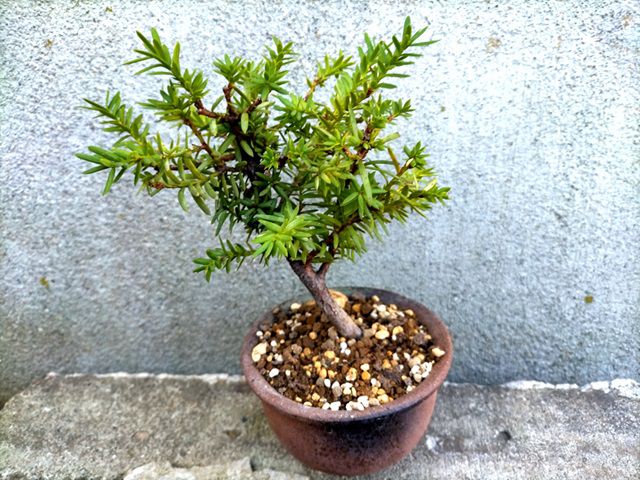 鉢植えのイチイ