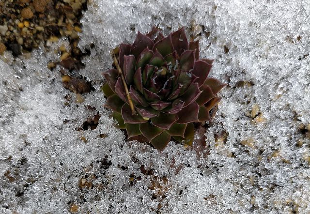 雪の中の多肉植物