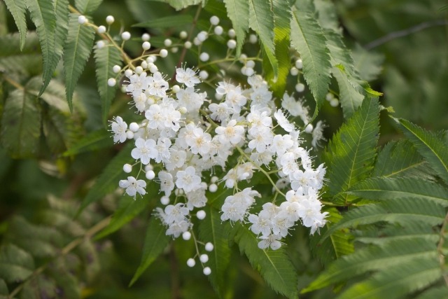 ナナカマドの花