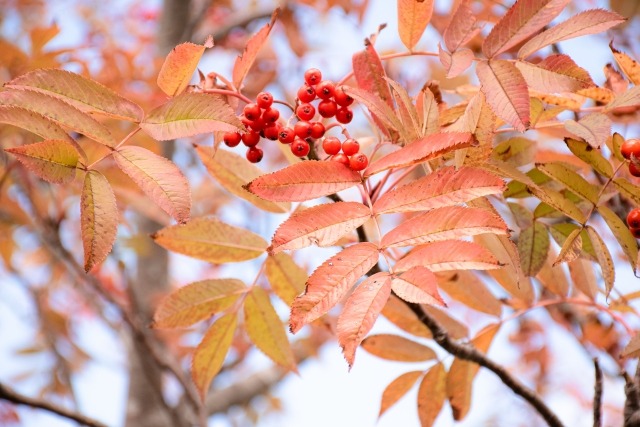 ナナカマドの紅葉