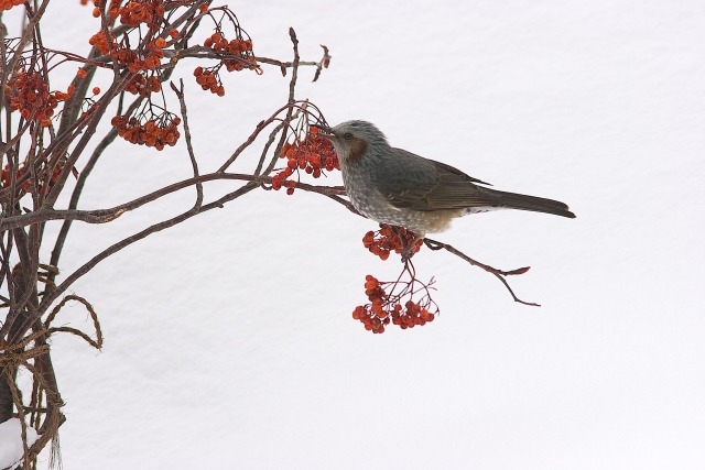 ナナカマドの実を食べる鳥