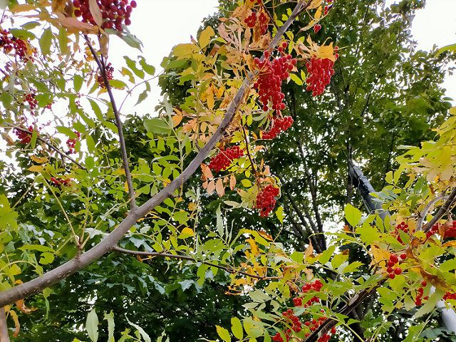 稲荷神社のナナカマド