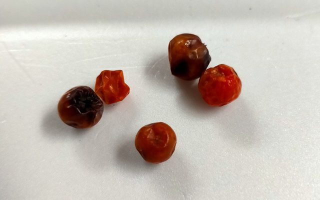 干からびたナナカマドの実