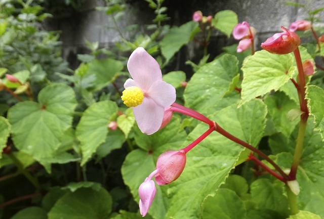 シュウカイドウの花