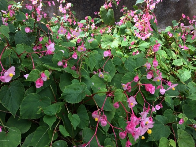 シュウカイドウの花