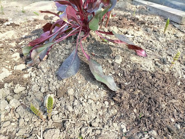 花壇に生えてきたスギナ