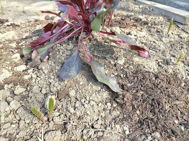 花壇に生えてきたスギナ