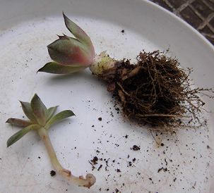 多肉植物 大和美尼（ヤマトミニ）