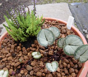 カルーナと原種シクラメンの寄せ植え