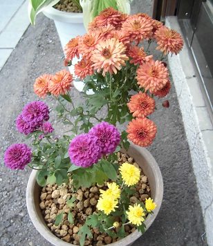 小菊の鉢植え