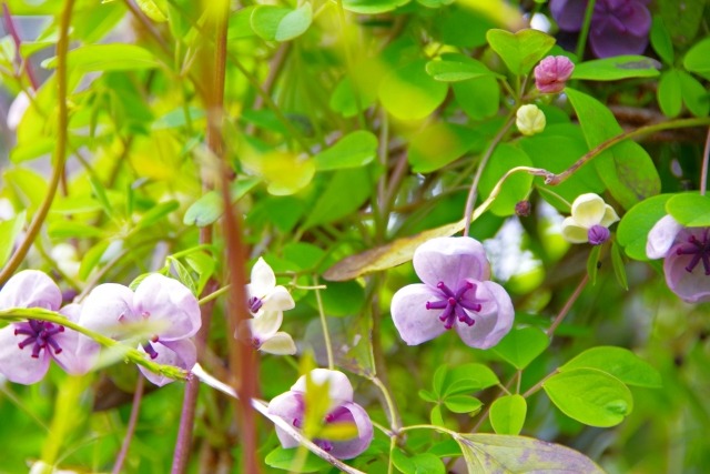 アケビの花