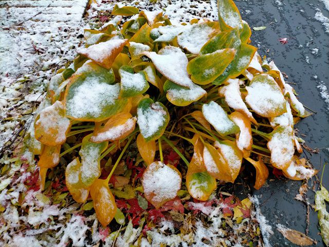 初雪におおわれたハルシオン