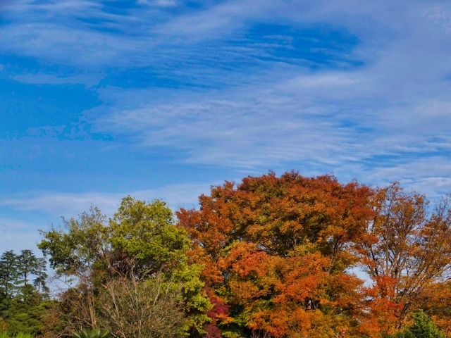 ケヤキの紅葉