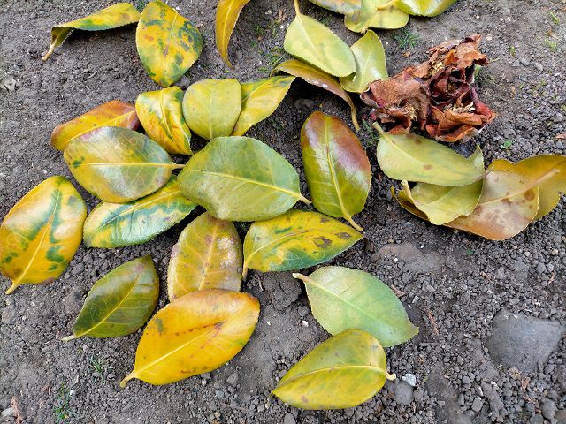黄葉したツバキの葉