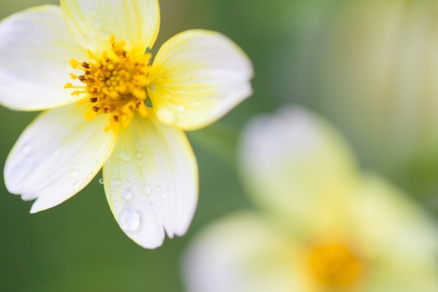 ウインターコスモスの花