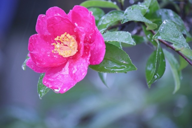 雨にぬれた山茶花の花