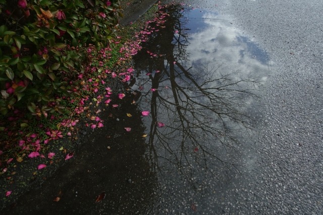 山茶花梅雨