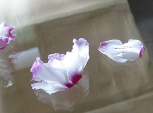 落ちたシクラメンの花