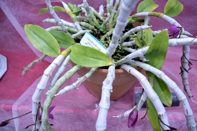 デンドロビウム デンドロビューム の特徴と育て方 花後の手入れと植え替え時期 方法は 楽して楽しむガーデニング