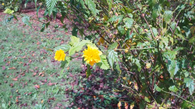 ヤマブキの花