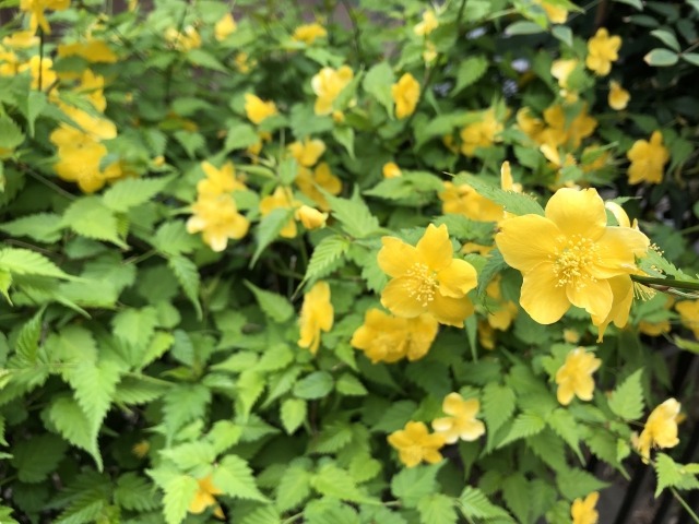 ヤマブキの花