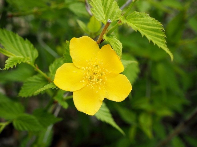 ヤマブキの花