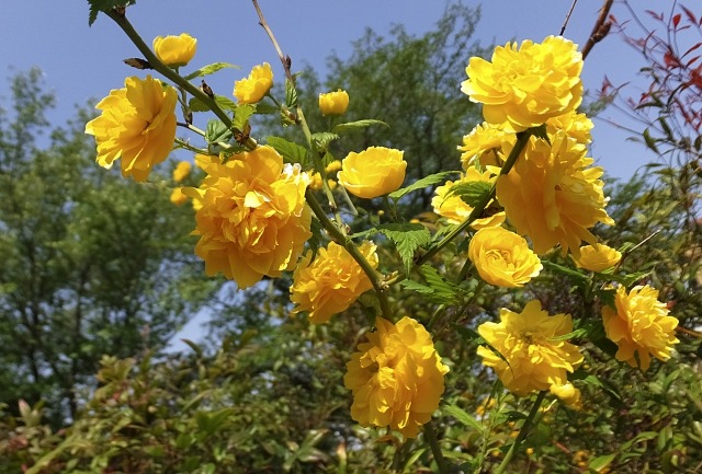 ヤマブキ 山吹 の特徴と育て方 翌年も花を咲かせる剪定時期と方法まとめ 楽して楽しむガーデニング