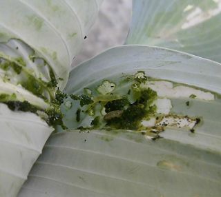 ギボウシの葉についた青虫