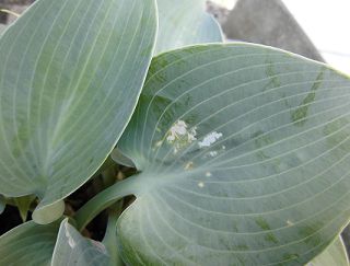 虫に食べられたギボウシの葉