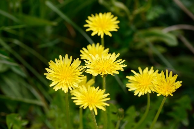 タンポポの花