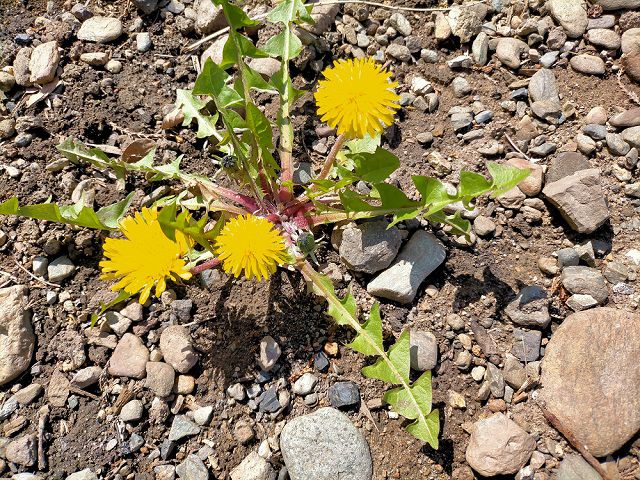 タンポポの花