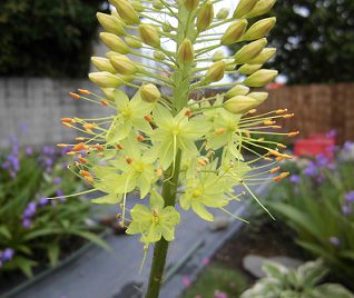 エレムルスの花