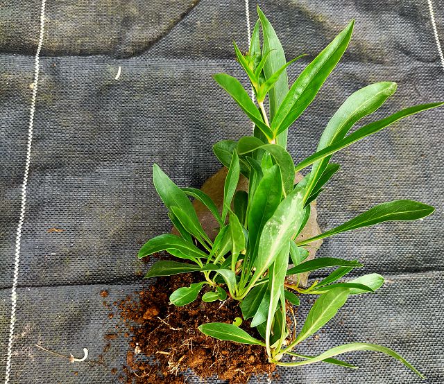 名前が分からない植物2022