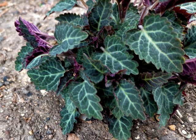 トウゴクシソバタツナミに似た植物