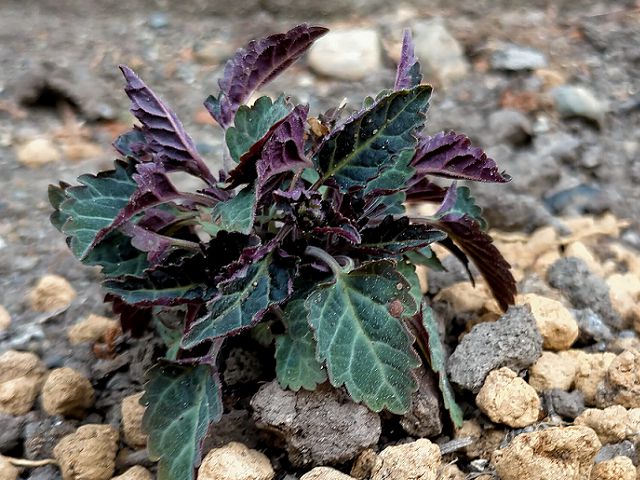 トウゴクシソバタツナミに似た植物